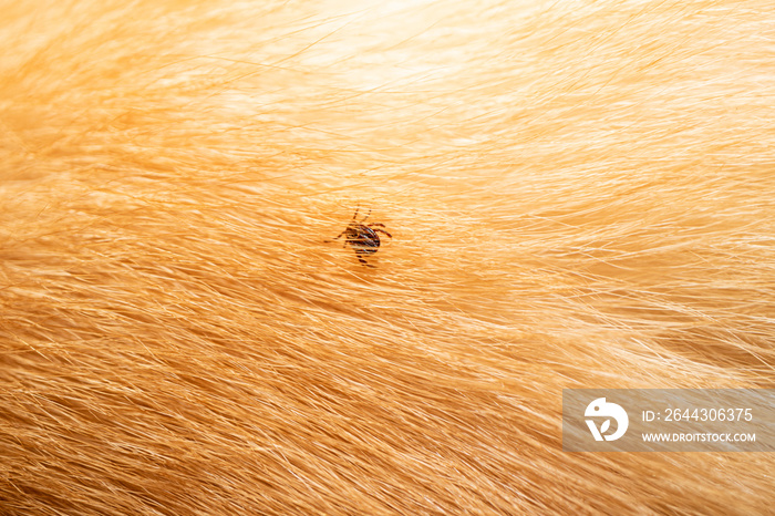 Ticks on dog hair. Ticks sucking dog blood. Dangerous insect mite, encephalitis, lyme disease, borreliosis, infection concept