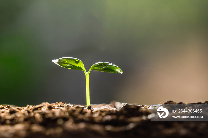 young plant growing on dirt with sunshine in nature. eco earthday concept