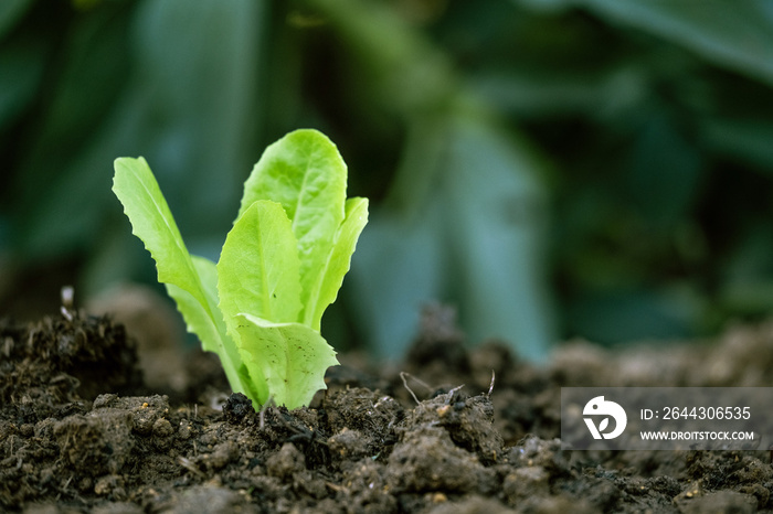 lettuce sprouting on cultivated land. organic farming concept