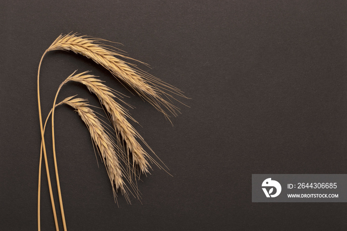 Three wheat ears on a black background. Wheat spikelets.