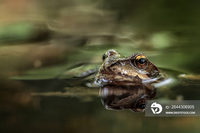 Wood frog