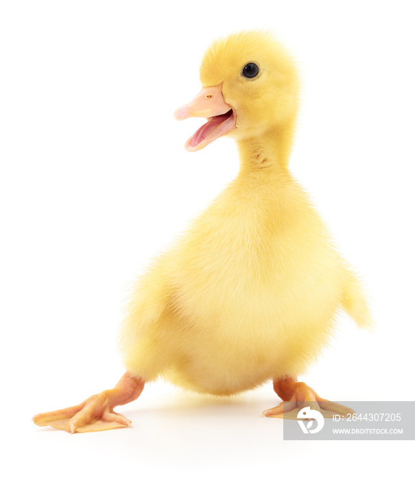 One yellow duckling.