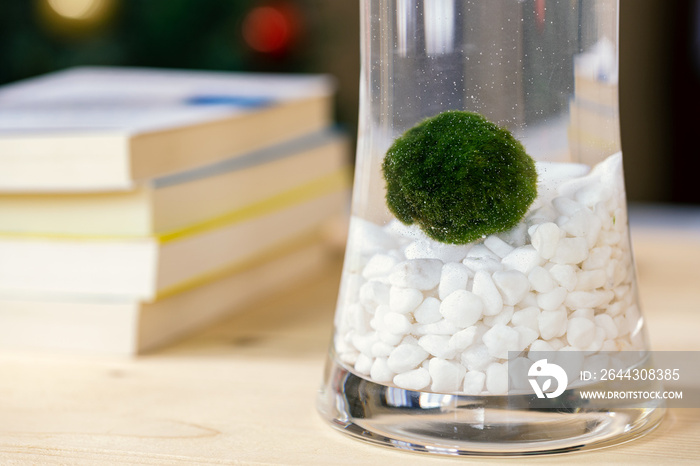 Marimo (also known as Cladophora ball, moss ball, or lake ball) is a rare growth form of Aegagropila linnaei. This algae is native to Japan and Northern Europe, and it’s a famous houseplant.