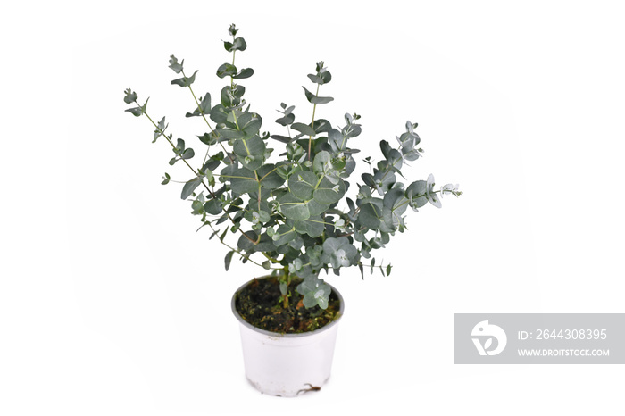 Small Eucalyptus plant in flower pot isolated on white background