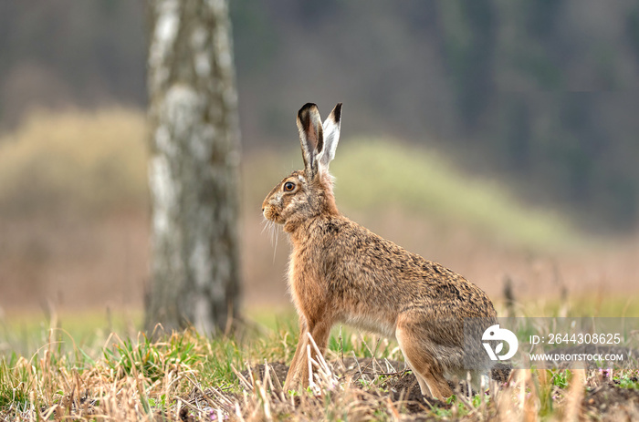 Wild brown hare sitting in a field