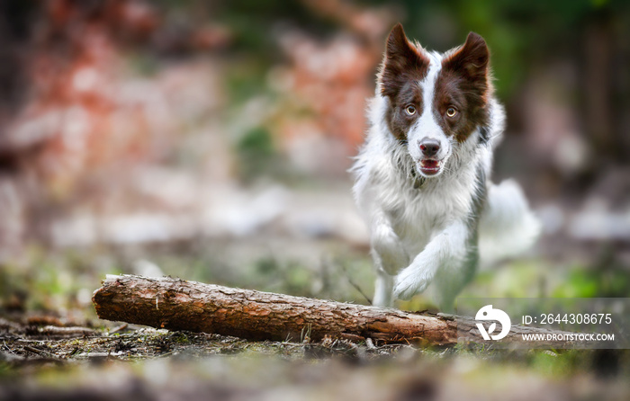 Beautiful dog border collie jump in deep forest. Fast speed run photo of happy dogs front view.