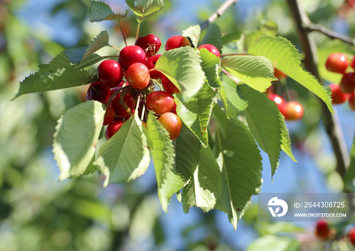 Ripe bunch of cherries (prunus cerasus) pending from the branch of the tree ready to harvest