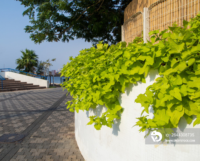 Sweet potato vine (Ipomoea batatas), named for its edible cousin, is an ornamental warm-season annual grown for its attractive leaves and vining habit.