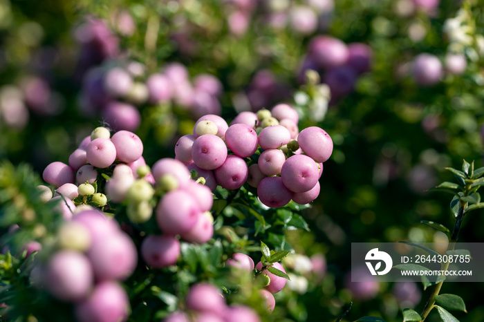 Gaultheria mucronata, also called prickly heath. This flowering plant is native to Chile and Argentina. In autumn it produces globose berries, edible when ripe.