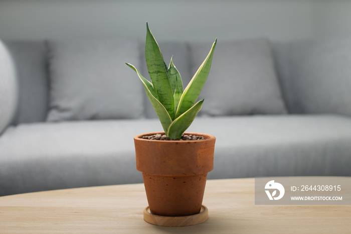 Decorative sansevieria plant on wooden table in living room. Sansevieria trifasciata Prain in gray ceramic pot..