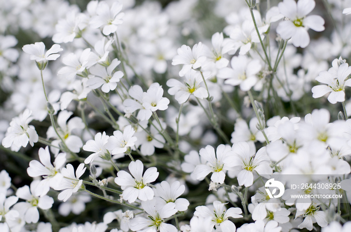 Cerastium tomentosum in bloom. Beautiful white summer flowers. Floral background.