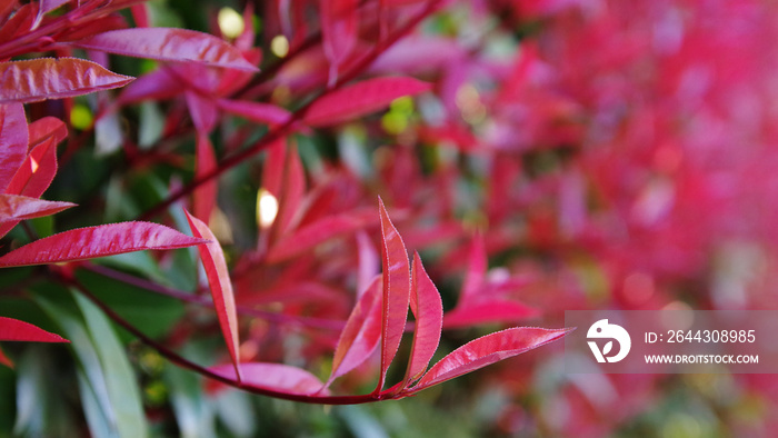 Close-up young red leaves of Japanese Photinia foliage plant (Red Robin or Redtip Photinia) in early spring season on blurred red and green nature hedge spring background.