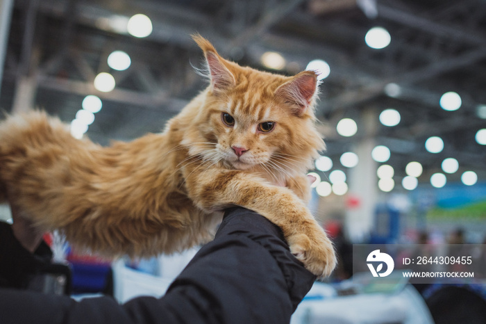 Cat show. Kitten looks into the camera.