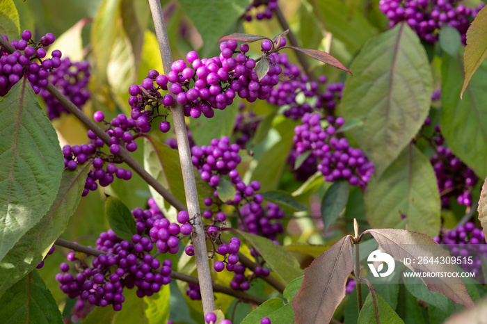 Clusters of pink purple berry fruit of the Callicarpa Bodinieri Imperial Pearl plant, photographed in autumn at RHS Wisley garden, Surrey, UK.