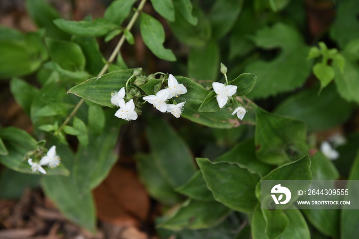 Tradescantia fluminensis (Greenwandering Jew) forms colonies in slightly damp shades and waterfronts.