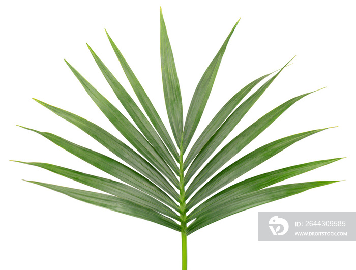 Green tropical palm leaf isolated on white background.