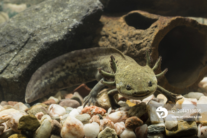 Axolotl Mexican in aquarium.