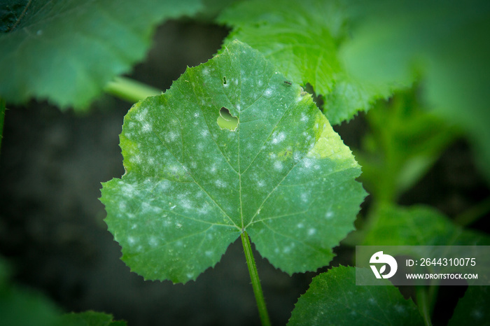 A zucchini leaf affected by the disease, with white spots. Fungal or viral disease of plants. Problems in the organic cultivation of vegetables, mistakes of farmers. Powdery mildew