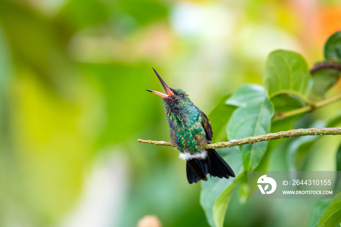 Young Copper-rumped hummingbird, Amazilia tobaci, with it’s beak open chirping and catching bugs.