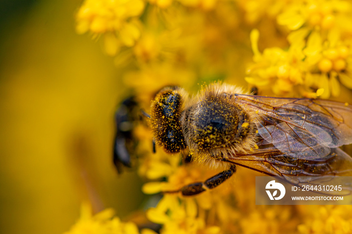 Bee on yellow flower, macro