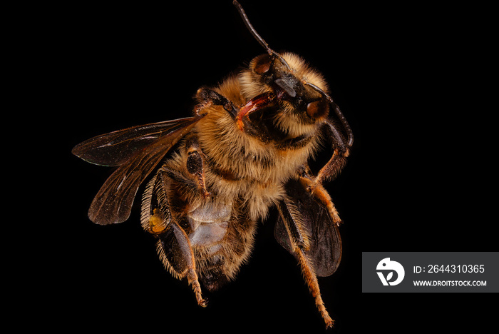 High detailed macro photography of a bee with black background