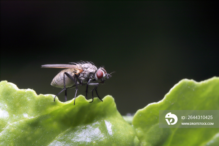 Cabbage fly (also cabbage root fly, root fly or turnip fly) - Delia radicum on the leaf. The larvae or maggots feed on the roots of many plants, including crops.