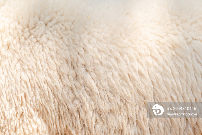 Natural fiber thermal fur wool texture background from sheep with white bright color tone. Backdrop for design art work or text message.