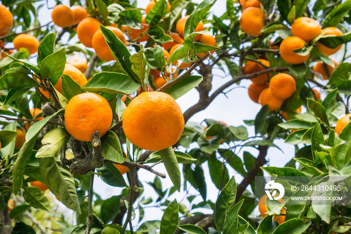 Close up of ripe tangerines hanging from tree branches, California