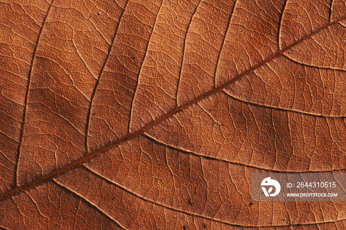 Close-up view of the dry leaf