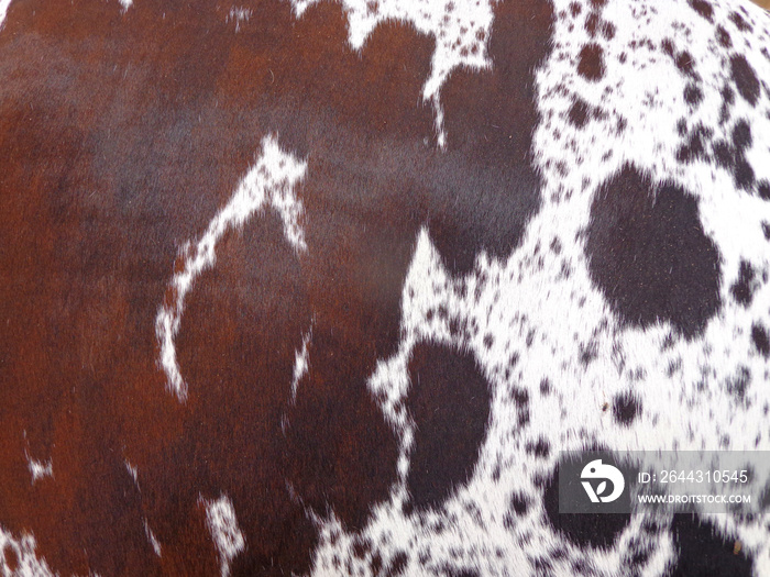 cow skin texture background, cow leather with fur background