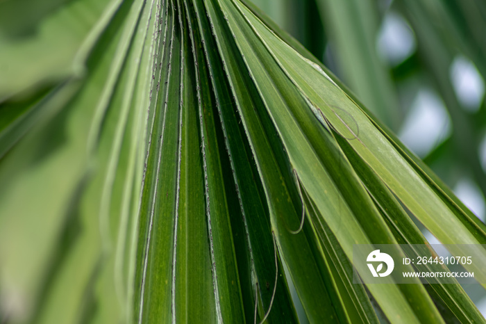 Close-up view showing the detail of beautiful tropical green fan leaf palm tree with blurry and soft focus background