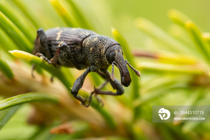 Large pine weevil (Hylobius abietis) sitting on a pine. Cool black and yellow insect with a giant nose, bug portrait with soft green background. Wildlife scene from nature. Czech republic