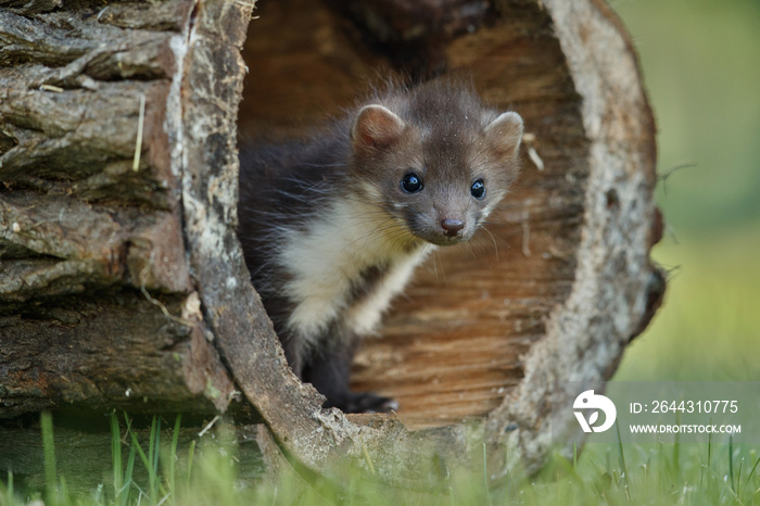 Beautiful cute beech marten, forest animal, Martes foina, Stone marten, detail portrait. Small predator with the tree trunk near forest. Czech republic, europe.