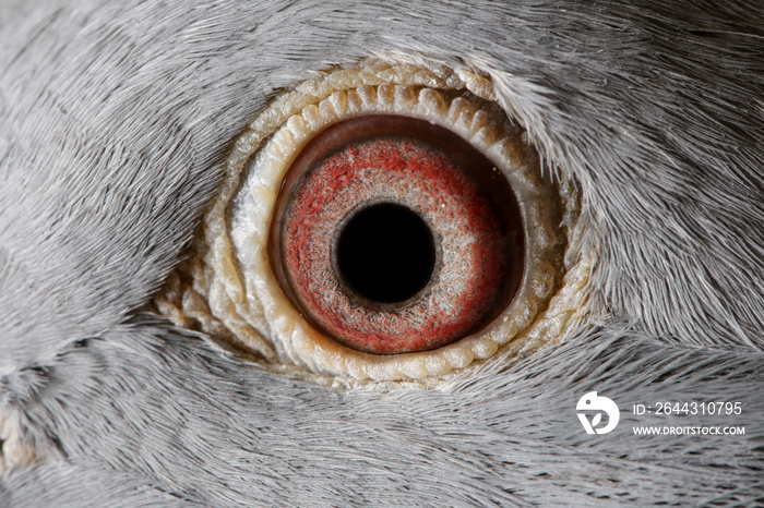 Close up image of racing pigeon eye