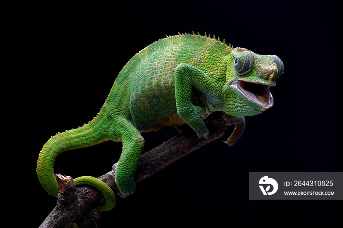 Fischer chameleon on a tree branch