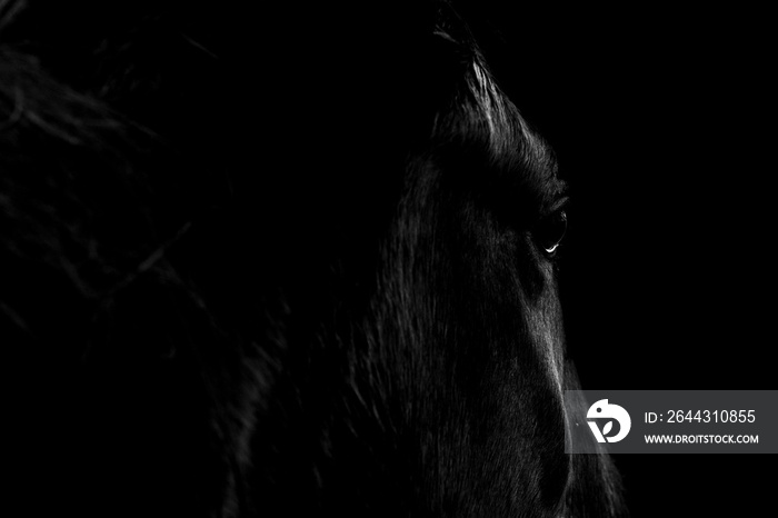 Close up Icelandic horse grazing looking down fine art with black background