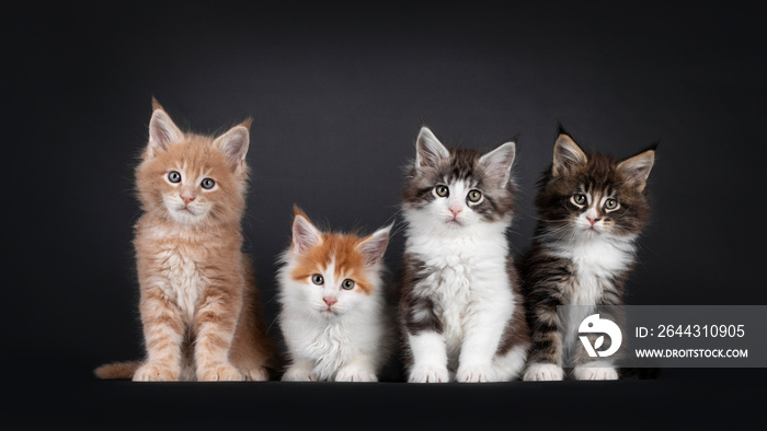 Row of four cute Maine Coon cat kittens, sitting and laying beside each other. All looking towards camera. Isolated on a black background.