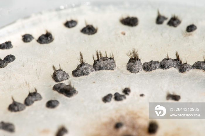 A detailed macro view of Botrytis cinerea growing in an agar dish, a necrotrophic fungus that affects many plant species, a common problem for vineyards as is commonly found on grapes.