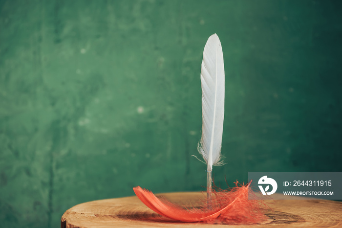 Beautiful Bird feather on a wooden table and green wall  background texture.