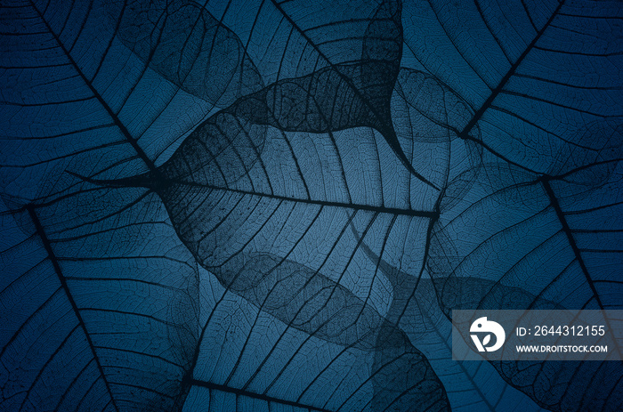 Beautiful black vein pattern of Bodhi leaves on blue background