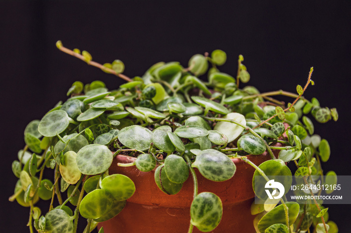 Close-up on dainty vines of a  string of turtles  plant (peperomia prostrata) on a dark background. Beautiful tropical houseplant detail.