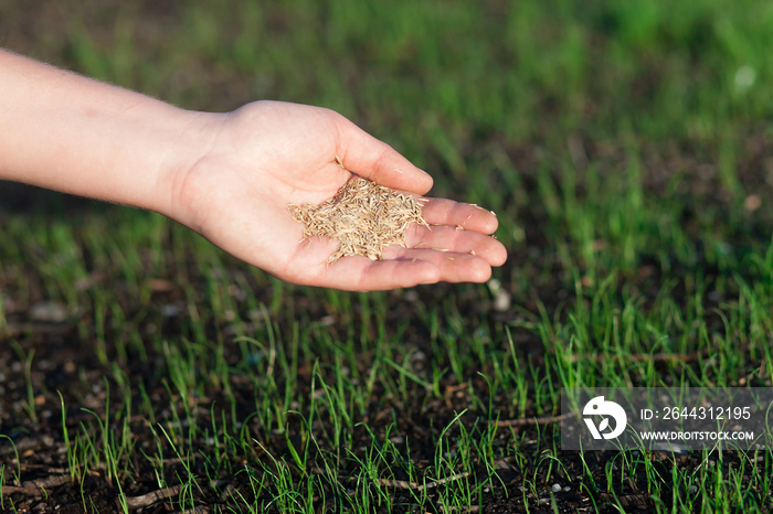 Planting a new lawn.