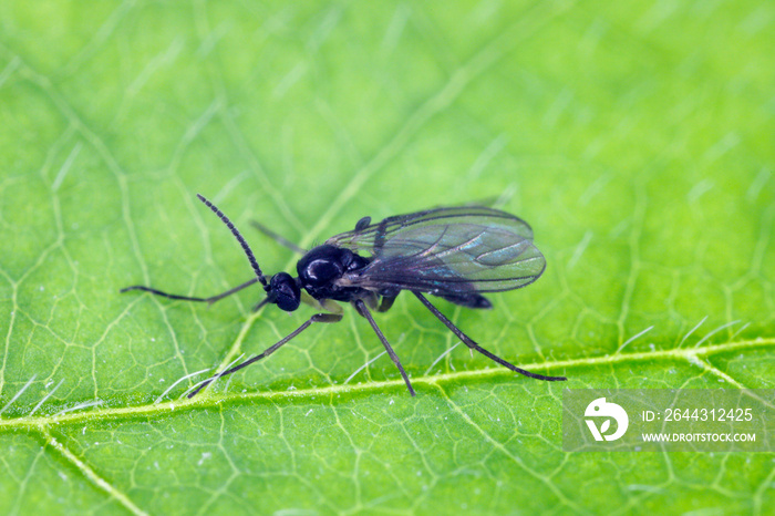 Dark-winged fungus gnat, Sciaridae on a green leaf, these insects are often found inside homes