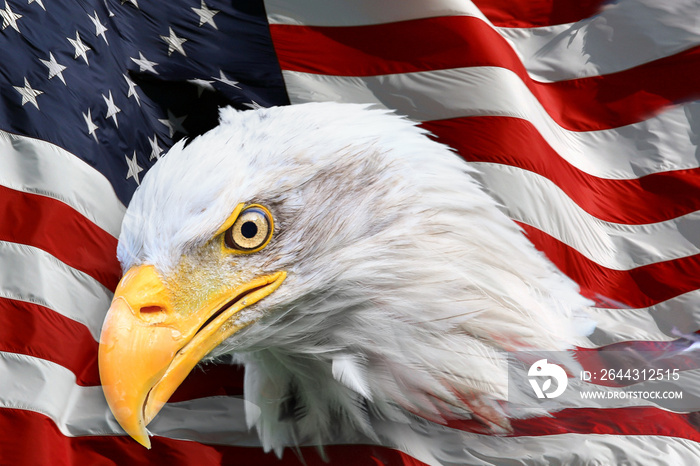 Beautiful close up portrait of an American bald Eagle (Haliaeetus leucocephalus) with an American flag