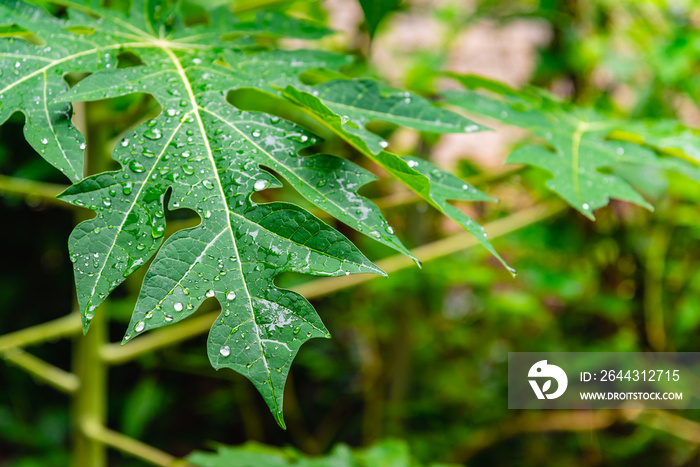 green papaya leaf with water drop in rainy day.