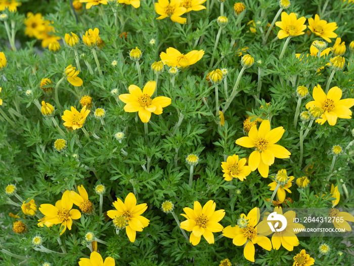 Bidens Ferulifolia ’Goldilocks Rocks’ or Apache Beggarticks, a flowering plant in the Aster family. Bright golden-yellow color and daisy-shaped flowers in field.