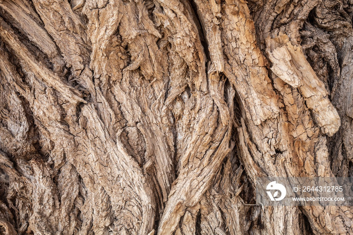 Texture of Very Old Willow Tree