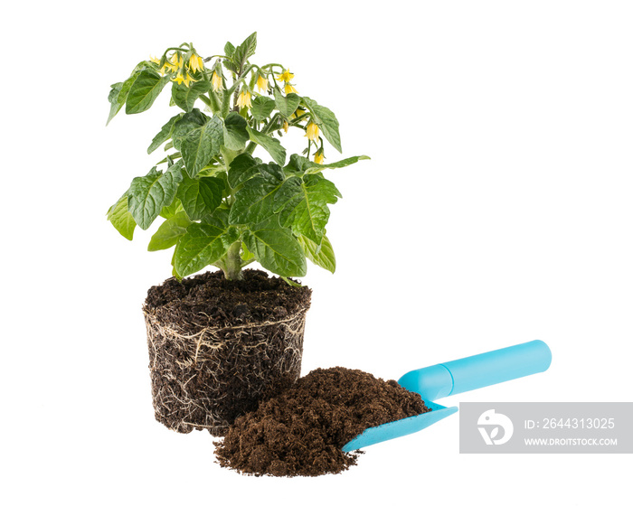 Tomato seedling with soil and garden trowel