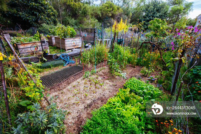 Urban Garden Plot in Australia