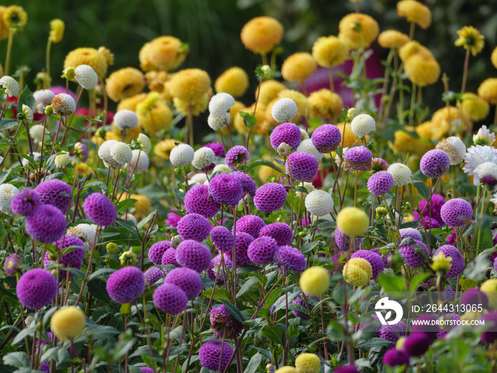 Dahlienblüte im Münsterland